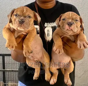 1-3 months Male Purebred American Bully