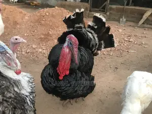 Big Live Turkey for Sale