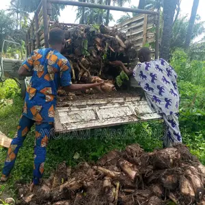 Plantain Suckers
