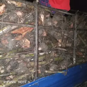 Plantain Suckers