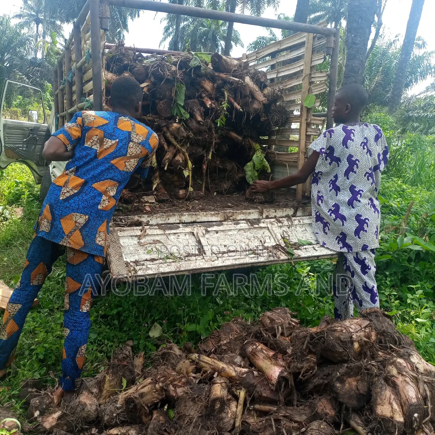 Plantain Suckers