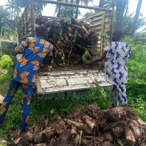 Plantain Suckers