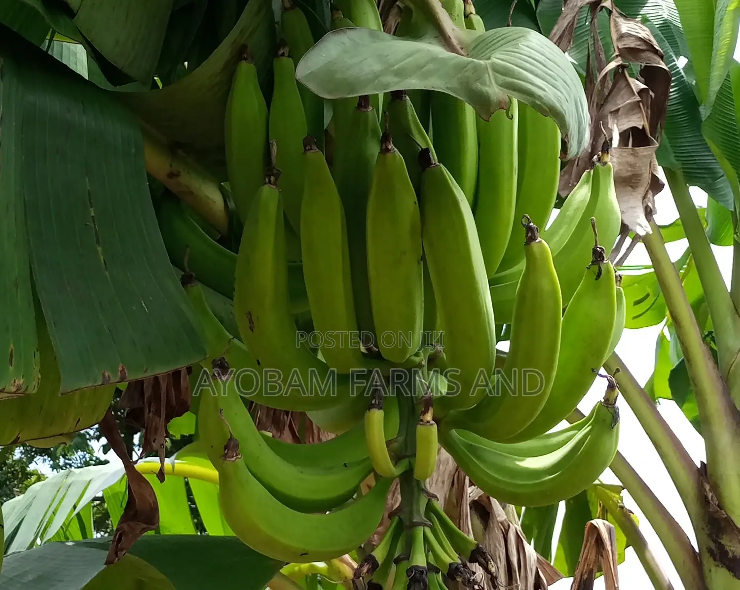 Plantain Suckers