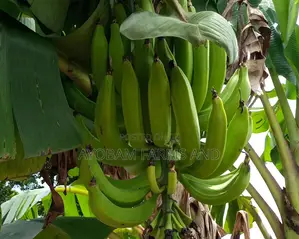 Plantain Suckers