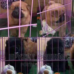 1-3 Months Female Purebred Chow Chow