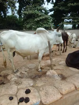 Eid Kabir Special Livestock Sales ‎