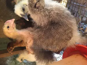 Exotic Golden and White Silky