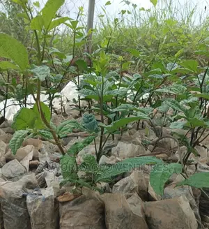 Ugu Seedlings