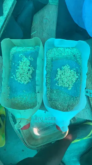 Black Soldier Fly Eggs