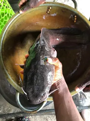 Table Size Catfish for Sale (1-1.5kg)