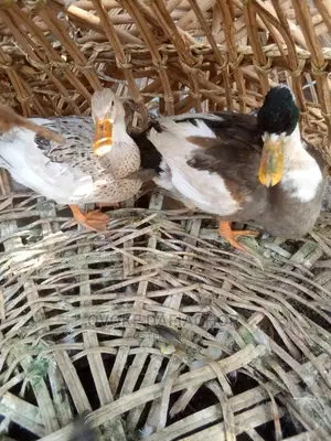 Fancy Ducks