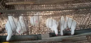 4 Weeks Broilers for Sale