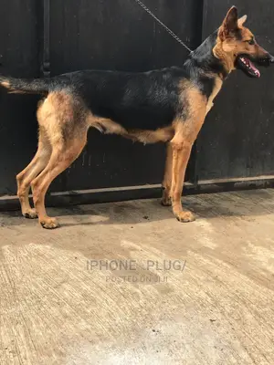 6-12 months Female Purebred German Shepherd