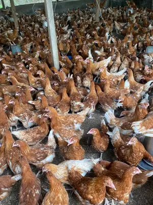 Standard 12 Weeks Pullet