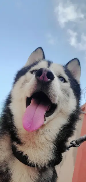 1+ Year Male Purebred Siberian Husky
