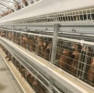 Automatic Chicken Cage