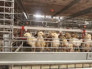 Poultry Cage / Layer Cage