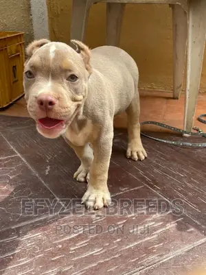 1-3 Months Male Purebred American Bully