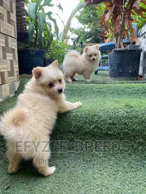 1-3 months Male Purebred Pomeranian