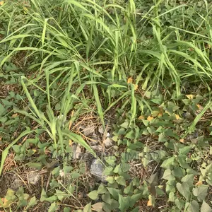 Water Front 6175sqm Land Along Ozumba Mbadiwe