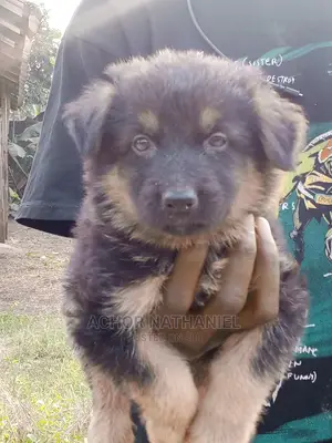 1-3 months Female Purebred German Shepherd