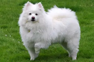 6-12 months Male Purebred American Eskimo