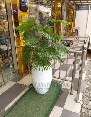 Interior Designer Plants