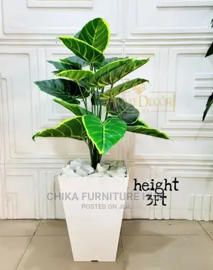 Interior Designer Plants