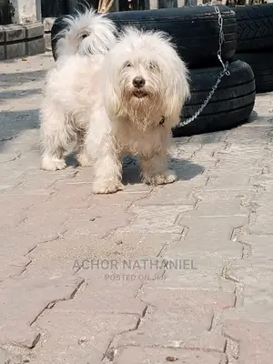 6-12 months Female Purebred Lhasa Apso