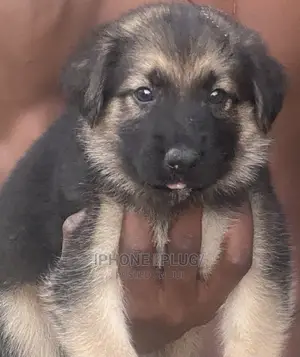 1-3 months Female Purebred German Shepherd