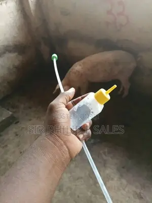 Pig Insemination