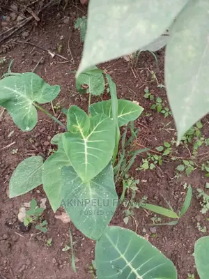 **Cocoyam Suckers.