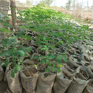 Best Moringa Seedlings (Seeds Also Available)