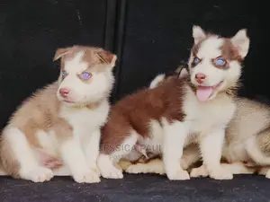 1-3 months Female Purebred Siberian Husky