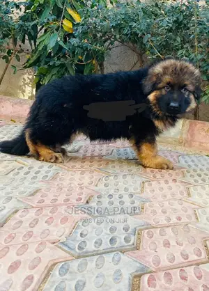 1-3 Months Female Purebred German Shepherd