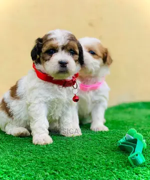 1-3 months Female Purebred Lhasa Apso