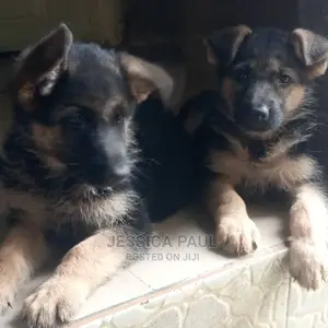 1-3 months Female Purebred German Shepherd
