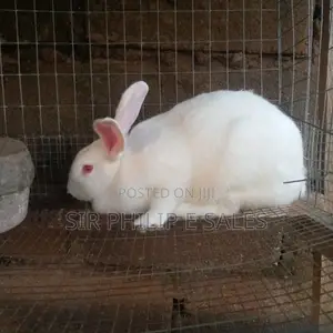 New Zealand Rabbit