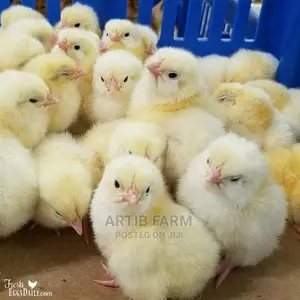 Chi Day Old Broiler Chicks