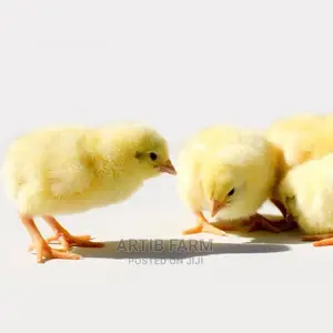 Agrited Day Old Broiler Chicks
