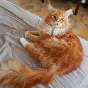 1-3 months Female Purebred Maine Coon