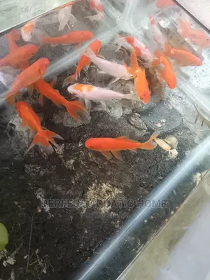 Golden Fish for Aquarium