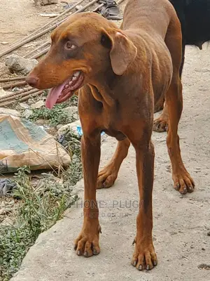1+ year Male Purebred Doberman Pinscher