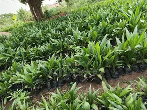 Hybrid Tenera and Super Gene Specie Sprouted Seedlings