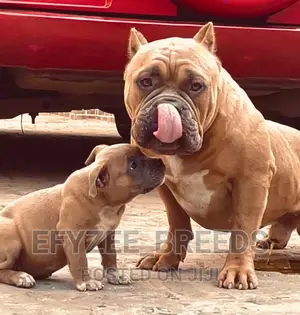 1-3 Months Male Purebred American Bully