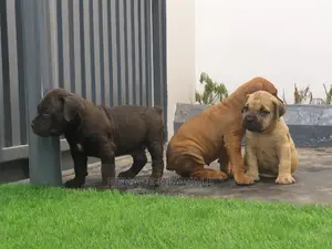 1-3 months Female Purebred Boerboel