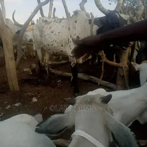 Healthy Meat And Animals