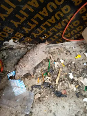 Rat Killer Expert