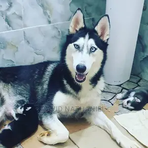1-3 months Female Purebred Siberian Husky