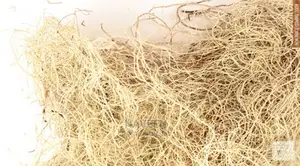 Unsea Lichen